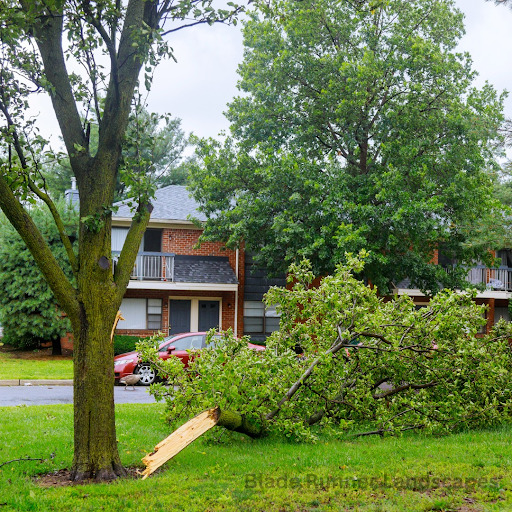 Tree Service in Cedar Park, TX