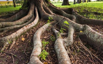 Do Tree Roots Grow Back If You Cut Them?