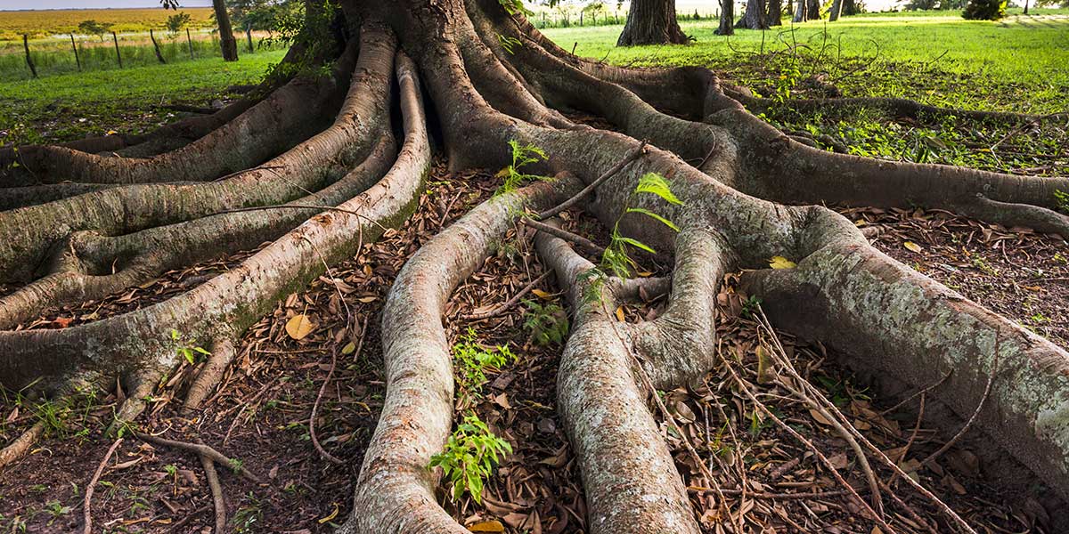 do tree roots grow back if you cut them​