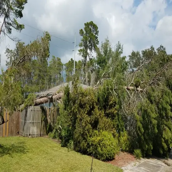 A tree during emergency tree service in Georgetown, TX