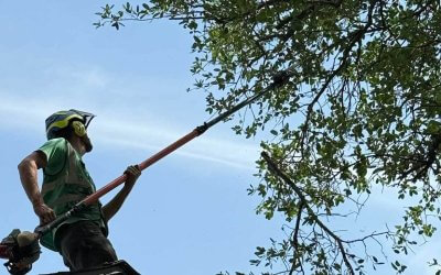 How Often Should You Trim Your Trees in Cedar Park, TX?
