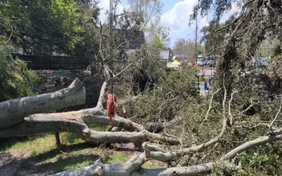 How To Make a Tree Fall a Certain Way in Round Rock, Texas
