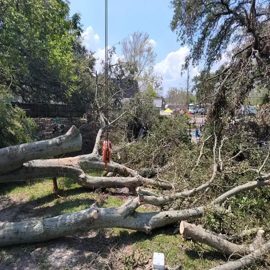 How To Make a Tree Fall a Certain Way in Round Rock, Texas