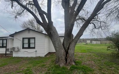 How To Protect Your Trees From Pests