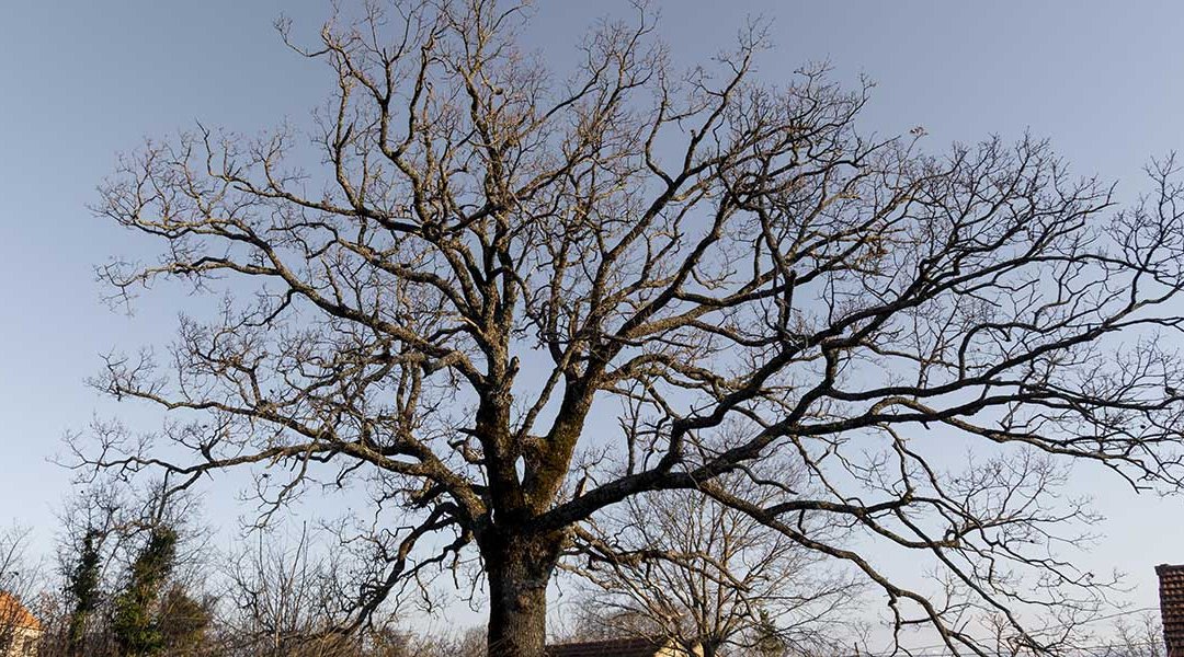 How To Tell if a Tree Is Dead or Dormant in Georgetown, TX