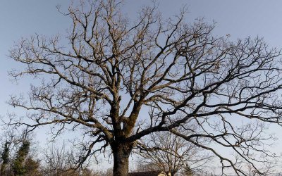 How To Tell if a Tree Is Dead or Dormant in Georgetown, TX