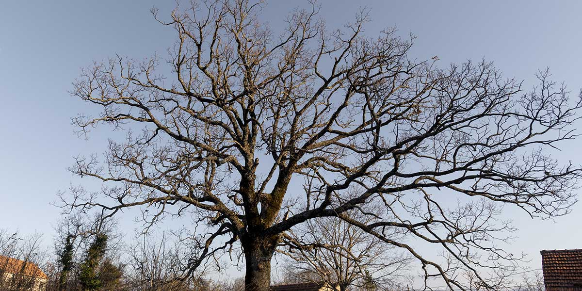 how to tell if a tree is dead or dormant​