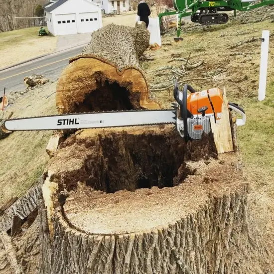 A stump before grinding in Hays County, TX