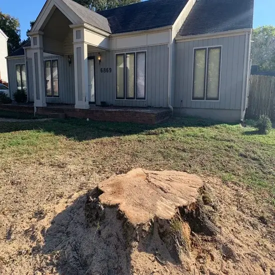 A stump before grinding in Travis County, TX