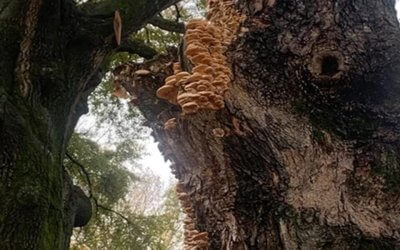 How To Tell If Your Tree Is Dying or Dead