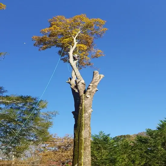 A tree being prepped for felling in Cedar Park, TX