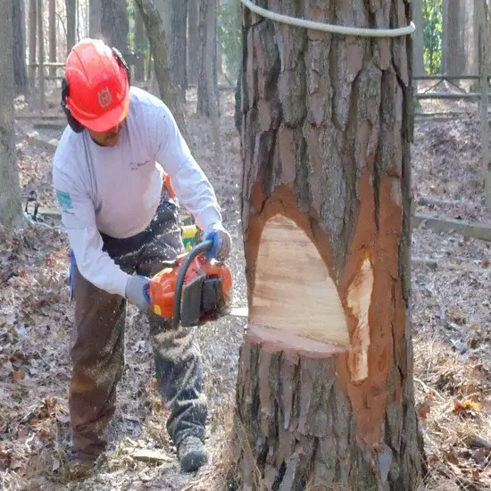 A team member during a tree felling in Georgetown, TX