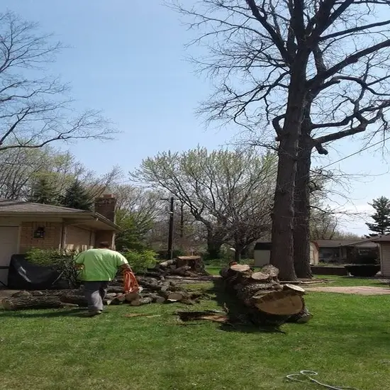 A lot after tree felling in Round Rock, TX