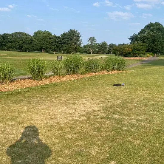 A group of trees before tree health services in Georgetown, TX