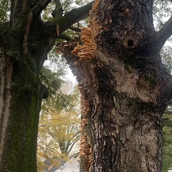 A tree before tree health services in Round Rock, TX