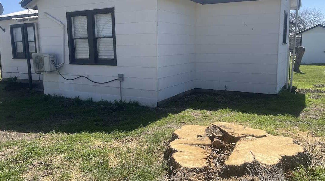 Does Cutting Down Trees Increase Property Value in Hays County, TX?