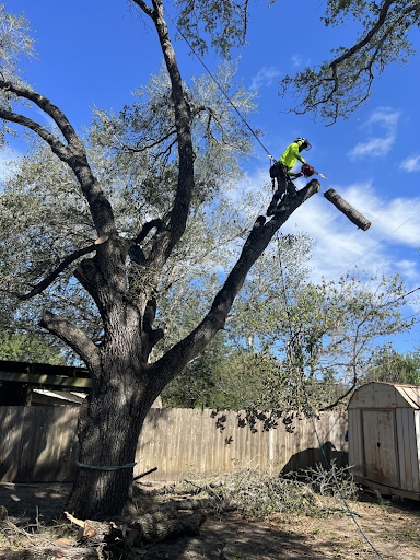 tree removal