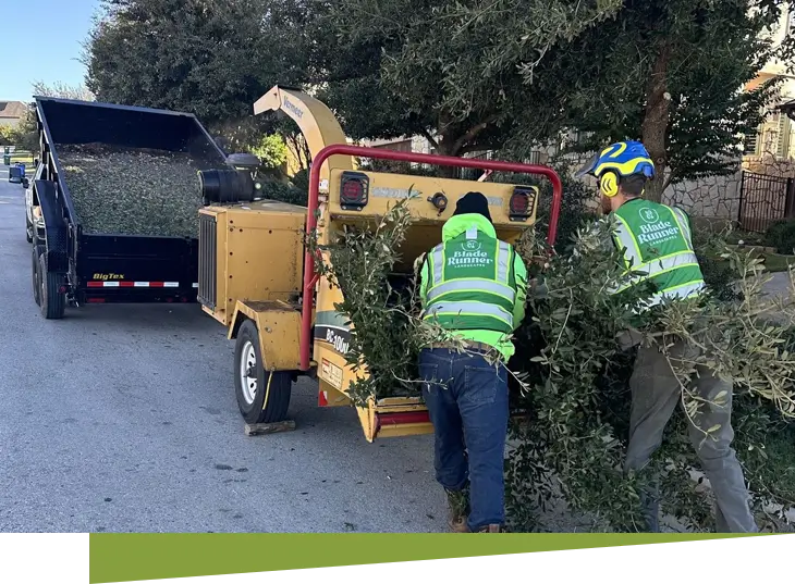 Our team members during tree service in Austin, TX
